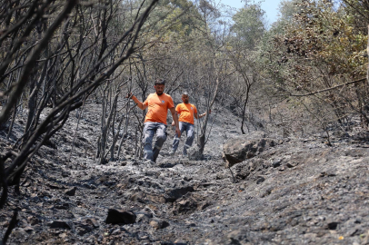 Sakarya Büyükşehir can dostlar için sahaya indi