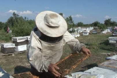 Edirne Keşan’da arıcılar zor günler geçiriyor