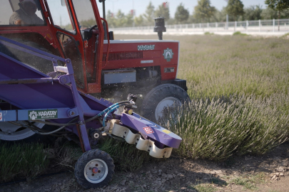 Konya Karatay Lavanta Bahçesi’nde hasat zamanı