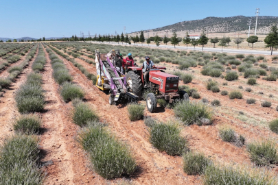 Konya Büyükşehir’in desteğiyle Güneysınır’da üretilen lavantaların hasadı yapıldı