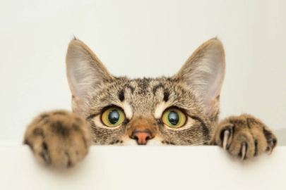 Başakşehir'de kediye şiddet olayının şüphelisi gözaltında!