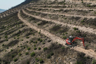İzmir Foça yeniden yeşermeye hazırlanıyor