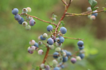 Ordu’da mavi yemiş üretimi büyüyor: Kilogramı 500 TL’den alıcı buluyor