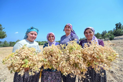 Atalık tohumlar geleceğe taşınıyor