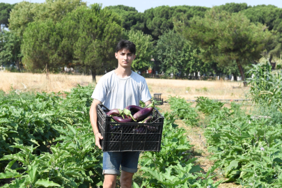 Gazi Tarım’da hasat zamanı