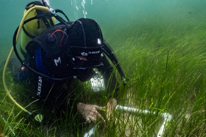 Pina ve deniz çayırları Marmara'ya hayat veriyor