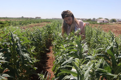 Urfa Susamı yeniden hayat buluyor