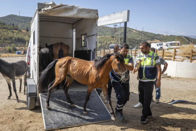 İzmir Buca'da aç ve susuz bırakılan atlar artık güvende