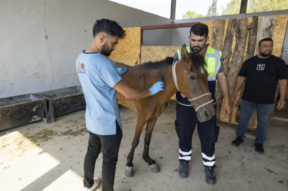 İzmir Buca’da terk edilen atlar Pako’da güvenli yaşama kavuştu