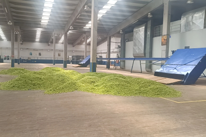 Bilecik’te şerbetçiotu hasadı ülke ekonomisine can katacak