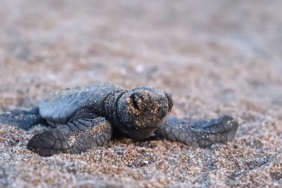 40 bin 285 yavru deniz kaplumbağası denize ulaştı
