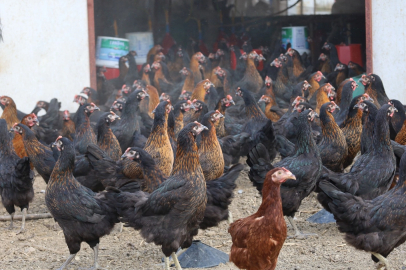 Kocaeli’de tavukçuluğa büyük destek: 16 bin tavuk üreticiyle buluştu