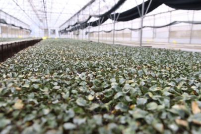 Ordu’da ilk kez üretildi: 200 bin  fide dağıtıma hazır