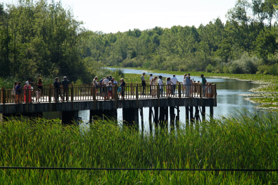 Acarlar Longozu yaz sezonunda 150 bini aşkın ziyaretçiyi ağırladı