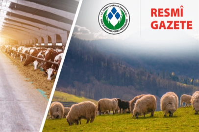 Koyun ve Keçi Yönetmeliği'nde değişiklik... Taahhütname uygulaması kaldırıldı