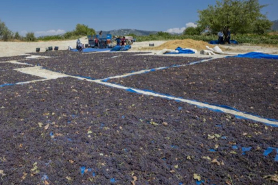 Coğrafi işaretle 'Gülnar Kuş Üzümü' değer kazandı