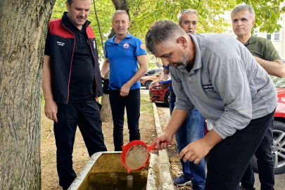 Bursa'nın su kaynaklarına 2,2 milyon sazan balığı bırakılacak