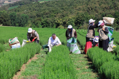 Kocaeli'de Büyükşehir destekliyor, üretim artıyor