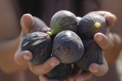 Mersin’de incir fidanları meyve vermeye başladı