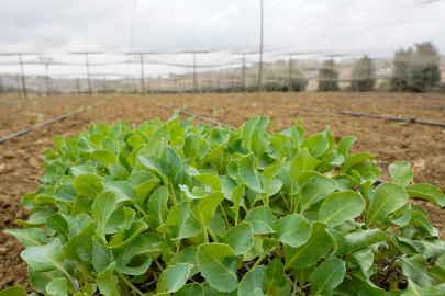 İstanbul Beylikdüzü'nde kışlık fideler toprakla buluştu