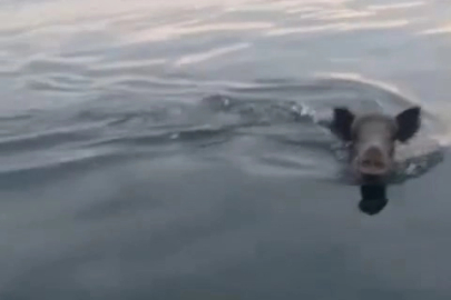 Bursa Mudanya açıklarında yüzen domuz sürprizi