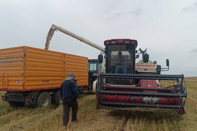 Tarımda devrim, dünyada ilk! Damlama sulama ile çeltik üretimi