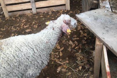 Bilecik Pazaryeri’nde çiftçiyi üzen olay!