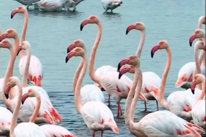 İzmit Körfezi’nde pembe dans