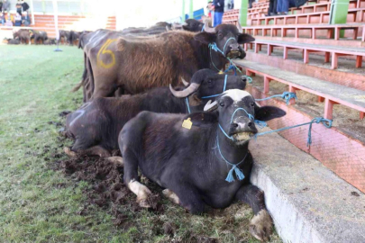 Yok oluyordu, şimdi hayat buluyor!