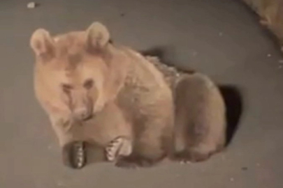 Yaralı bozayı Kars'ta tedavi altında