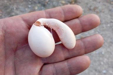 Adıyaman’da tavuğun yumurtası şaşırttı!