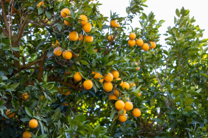 Mersin Kan Portakalı coğrafi işaret tescili aldı