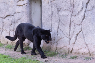 İzmir'de Doğal Yaşam Parkı'nın jaguarı Juliet yaşamını yitirdi!
