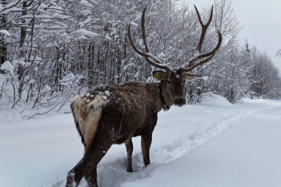 Ormanya’da tetiştirilen kızıl geyikler Kuzuyayla’nın müdavimi oldu