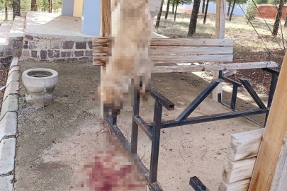 Afyonkarahisar'da skandal! Köpek işkence edilerek öldürüldü