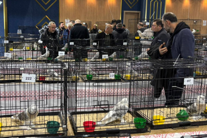 Ankara'da güvercin festivali