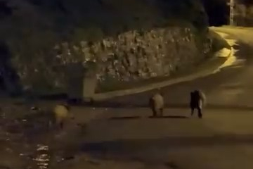 Aç kalan yaban domuzları şehir merkezine indi