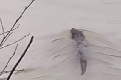 Bartın Irmağı'nda su samuru görüldü