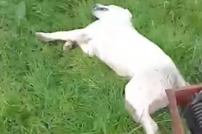 Bahçesine giren sokak köpeğini tüfekle vurup öldürdü