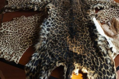 Çukurova Havalimanı’nda leopar postu ve baykuş gözü ele geçirildi