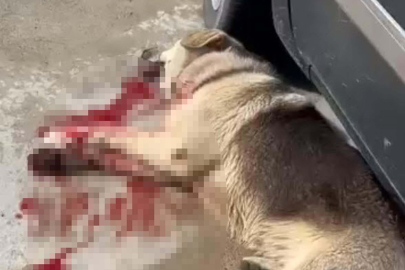 2 köpeği öldüren şüpheli tutuklandı