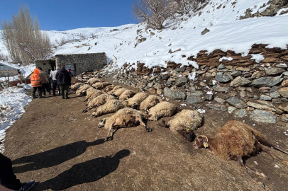 Ahırda yangın: 68 hayvan öldü