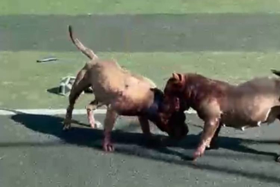 İstanbul'da futbol sahasında pitbullar birbirine saldırdı