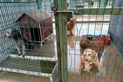 Edirne'de operasyonla 88 köpek kurtarıldı
