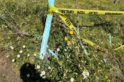 Aydın'da 700 incir ve zeytin ağacı kesildi