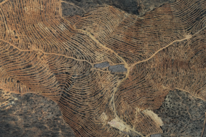 Bursa'da yanan ormanlara 8 ayda 2 milyon fidan