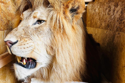 Trabzon'da 19 yaban hayvanı trofesi ele geçirildi