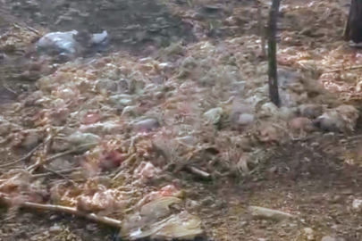 Tarsus’ta ormana çok sayıda tavuk ölüsü atıldı