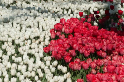 İstanbul'da lale zamanı; tarihi park ve korulara 3 milyon 580 bin lale dikildi