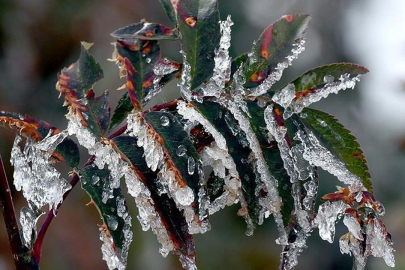 Tarım ve Orman Bakanlığı uyardı: Zirai don riski kapıda